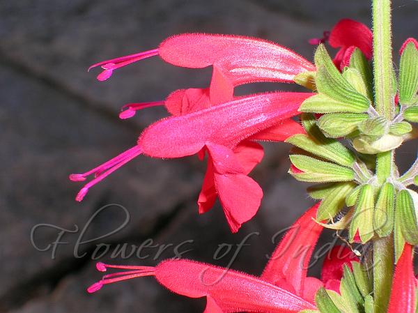 Texas Sage